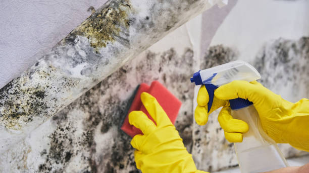 Best Mold Remediation for Specific Building Types in Mount Joy, PA